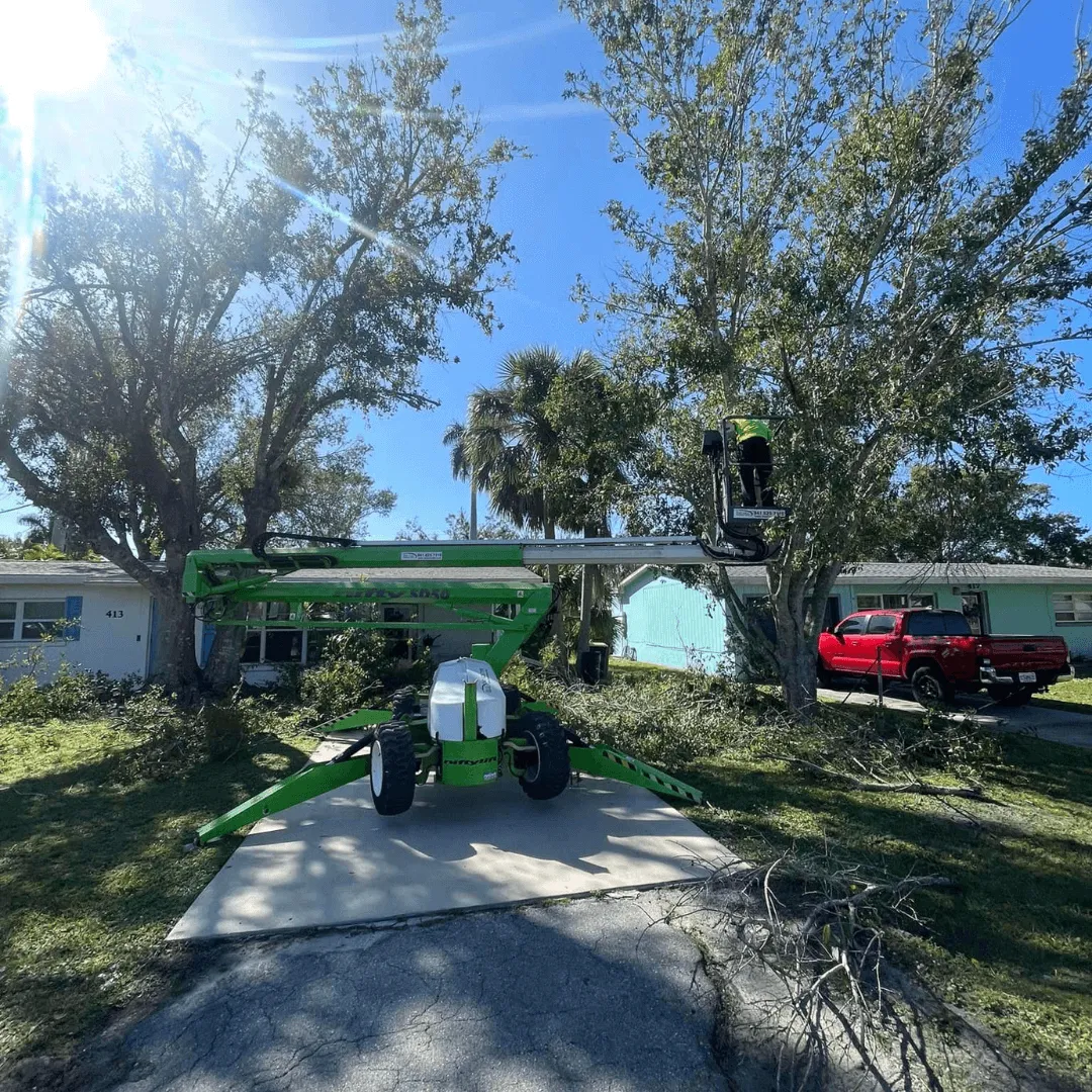West Coast Tree crew performing tree work