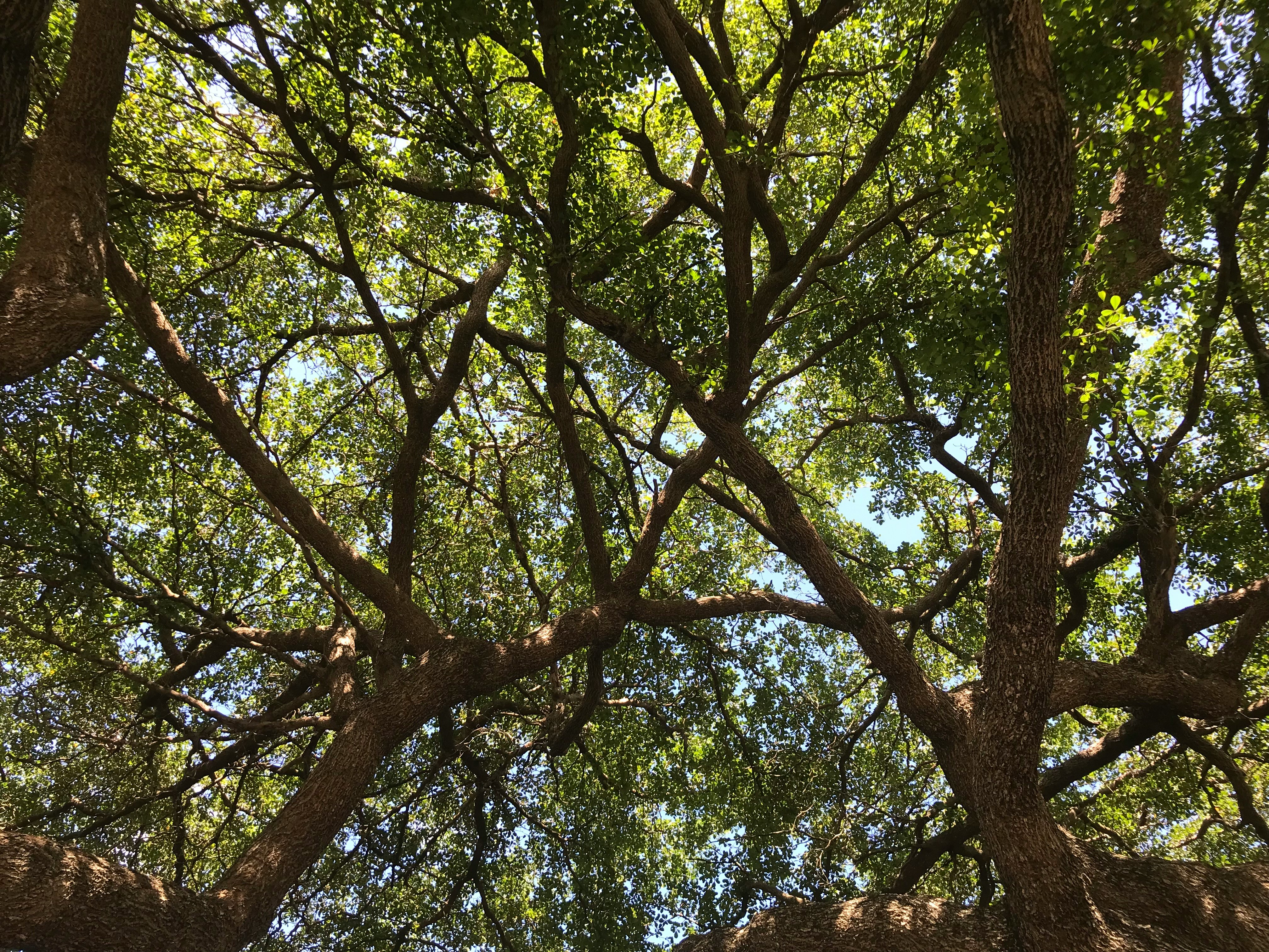 Tree canopy being evaluated for risk assessment