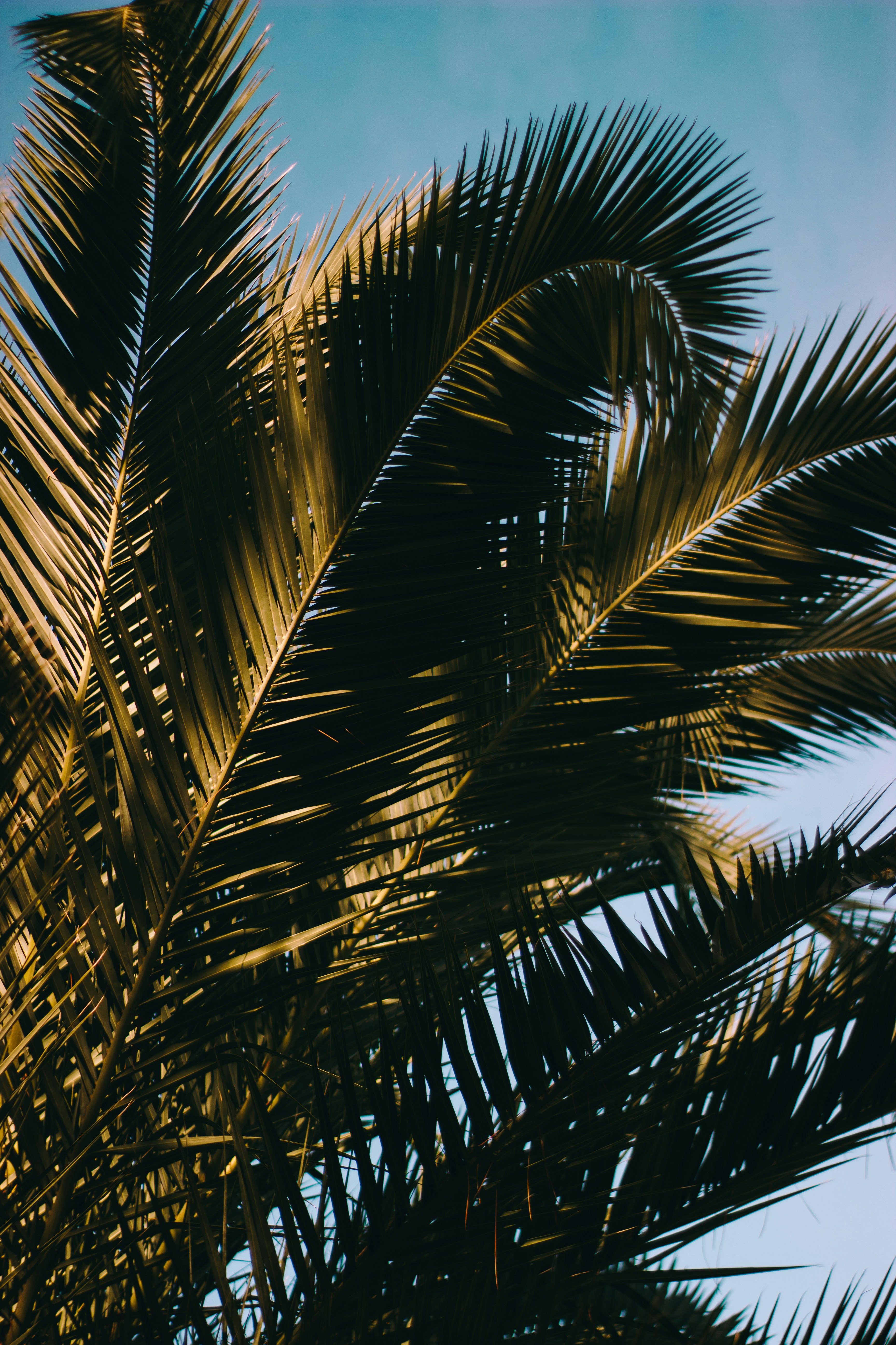 Palm fronds against Florida sky
