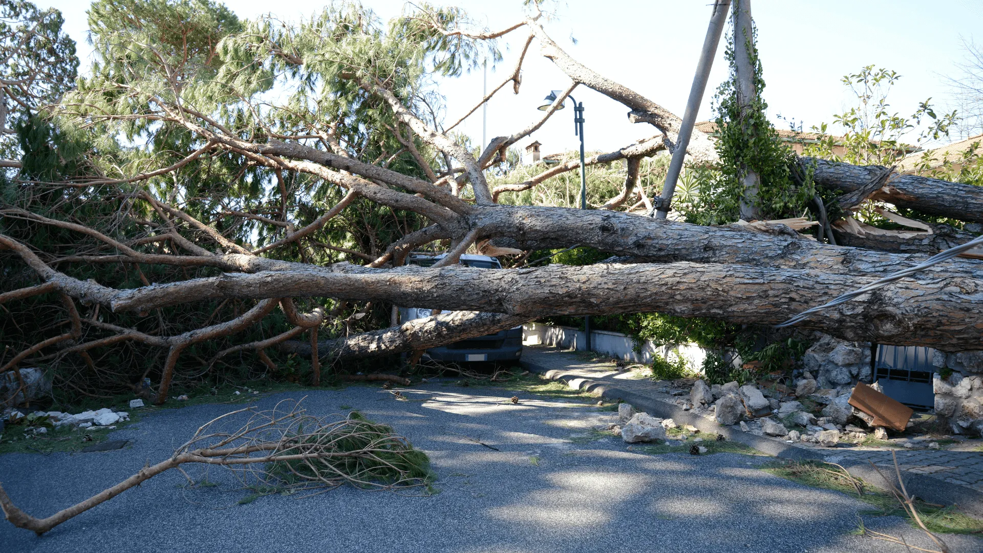 Fallen tree storm damage requiring emergency removal